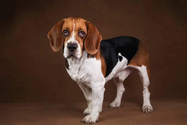 Cute Beagle dog standing against brown background — Stock Photo, Image