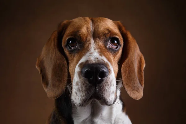 Симпатичный пёс стоит на коричневом фоне — стоковое фото