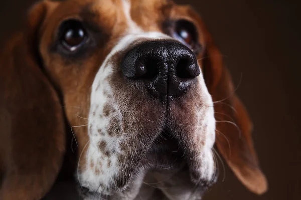 Симпатичный пёс стоит на коричневом фоне — стоковое фото