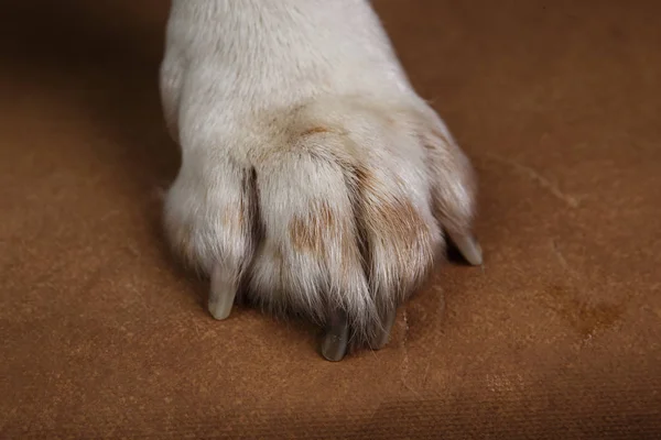 Lindo perro beagle de pie sobre fondo marrón — Foto de Stock