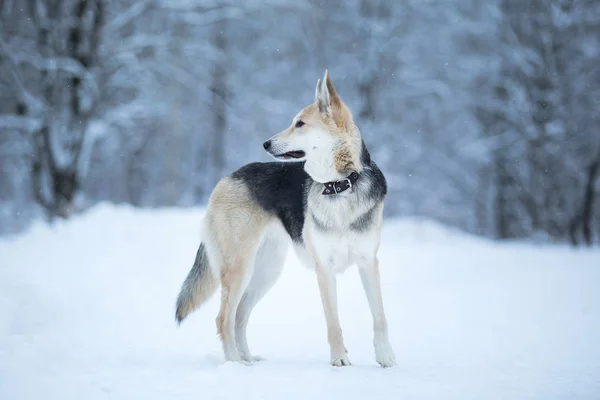 外のかわいい混合犬。雪の中のモングレル — ストック写真