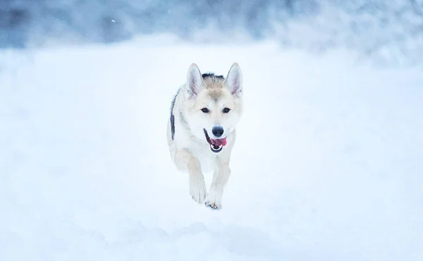 Perro callejero que vive en la calle. Mestizo en la nieve — Foto de Stock