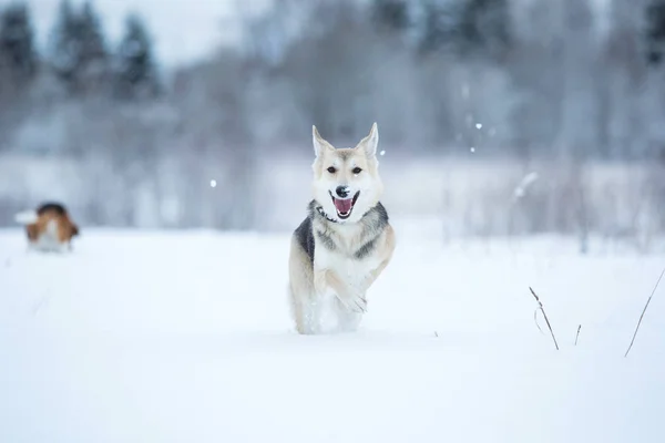 通りに住んでいる野良犬。雪の中のモングレル — ストック写真