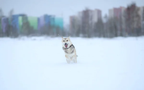 Stray dog that lives on the street. Mongrel in the snow — Stock Photo, Image