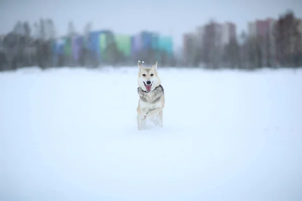 Straßenhund, der auf der Straße lebt. Mischling im Schnee — Stockfoto