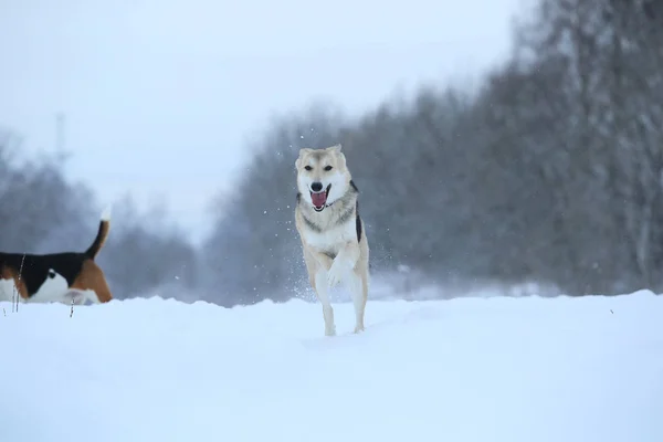 Cão rasteiro que vive na rua. Raquete na neve — Fotografia de Stock