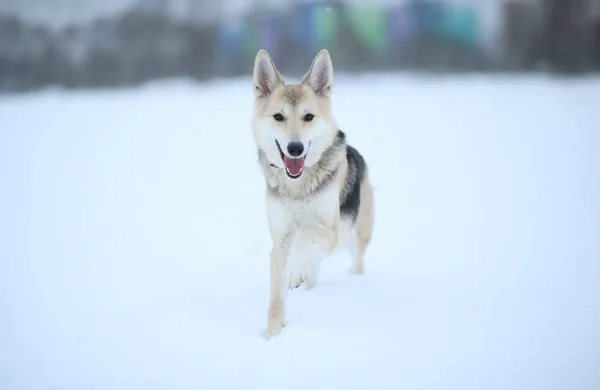 Stray dog that lives on the street. Mongrel in the snow — Stock Photo, Image