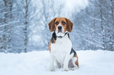 Kışın bir Beagle köpek portresi, bulutlu gün