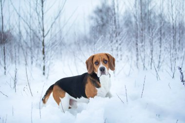Kışın bir Beagle köpek portresi, bulutlu gün