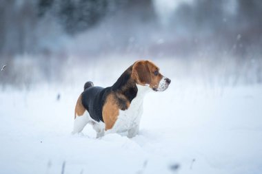 Kışın bir Beagle köpek portresi, bulutlu gün