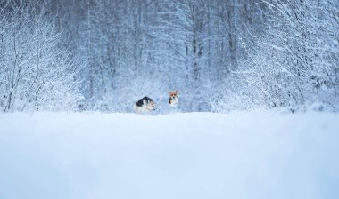 Karda kış çayırında yürüyen iki köpek
