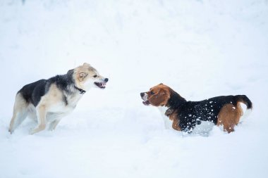 Karda kış çayırında yürüyen iki köpek