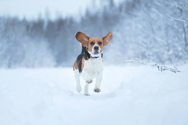 Felice cane beagle in esecuzione sul campo in inverno — Foto Stock