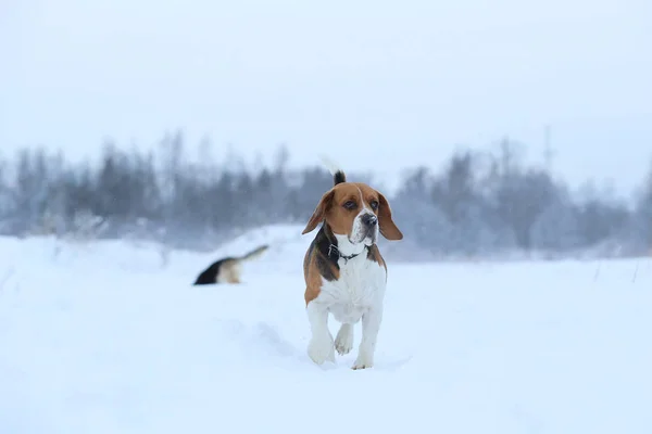 Happy beagle dog running at field in winter