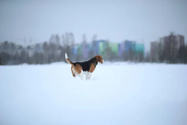 Portrait of a Beagle dog in winter, cloudy day — Stock Photo, Image