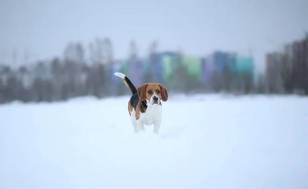 Happy beagle dog running at field in winter