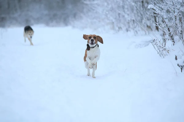 Happy beagle dog running at field in winter