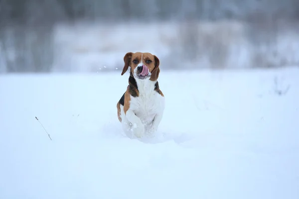 Happy beagle dog running at field in winter