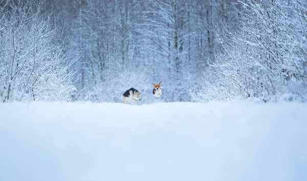 Две собаки гуляют по зимнему лугу в снегу — стоковое фото