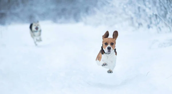 Glücklicher Beagle-Hund läuft im Winter auf Feld — Stockfoto