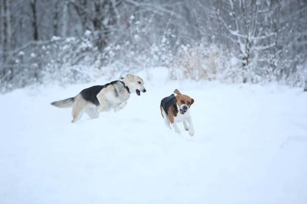 Dois cães andando no prado de inverno na neve — Fotografia de Stock