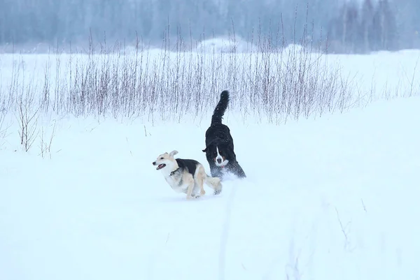 Dois cães andando no prado de inverno na neve — Fotografia de Stock