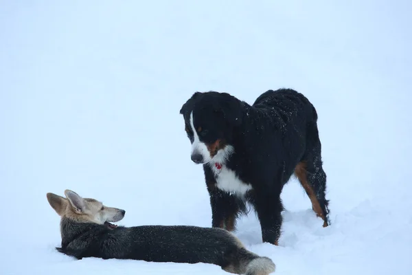 Dois cães andando no prado de inverno na neve — Fotografia de Stock