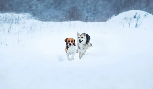 Dois cães andando no prado de inverno na neve — Fotografia de Stock