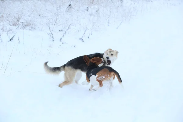 Two dogs walking on winter meadow in snow — Stock Photo, Image