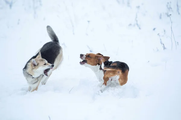 Dois cães andando no prado de inverno na neve — Fotografia de Stock