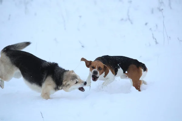 Dois cães andando no prado de inverno na neve — Fotografia de Stock