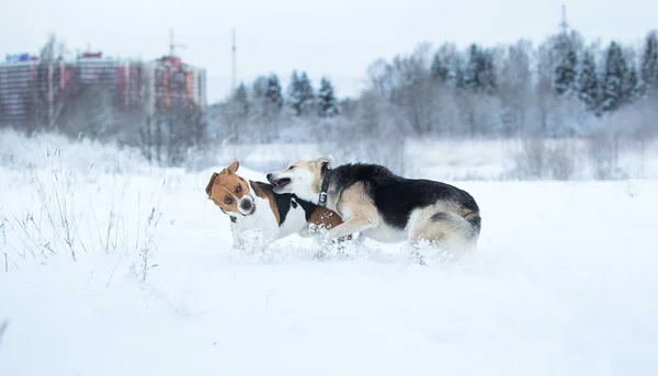 两只狗在雪地里冬天的草地上行走 — 图库照片