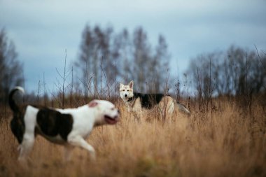 Şafakta sonbahar tarlasında yürüyen iki köpek
