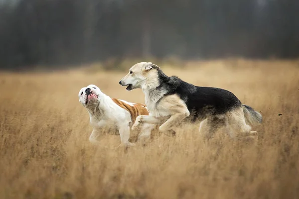 Dos perros corriendo a cámara. Mestizo e inglés bulldog perro al aire libre — Foto de Stock