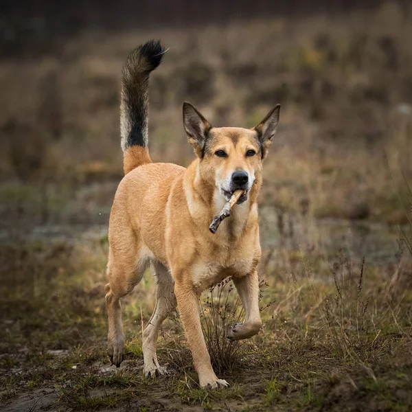 Frontansicht auf einen roten Mischlingshund, der mit einem Stock in den Zähnen auf einer Wiese herumläuft — Stockfoto