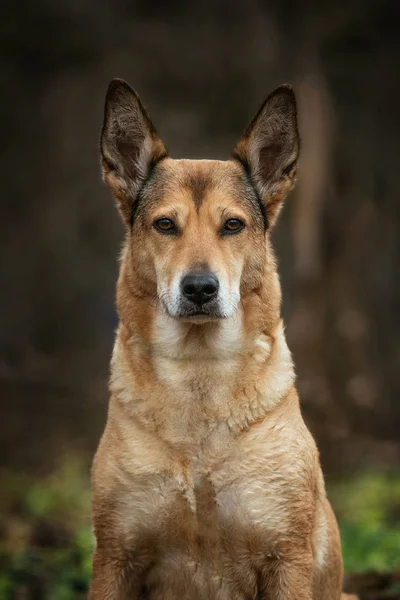 Vista frontal al perro mestizo rojo sentado y mirando a la cámara. Árboles y hierba de fondo . —  Fotos de Stock