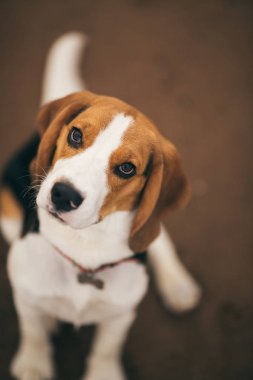 küçük köpek, beagle yavru kumsalda yürüyüş