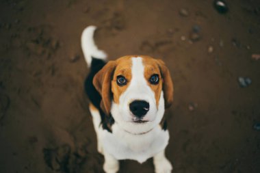 küçük köpek, beagle yavru kumsalda yürüyüş