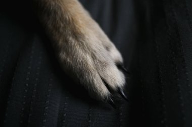 yatakta kırmızı saçlı kabarık köpek pençeyakın