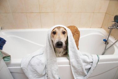 banyoda durduktan sonra ıslak melez köpek