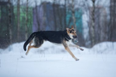 kışın yürüyüşte safkan Alman çoban