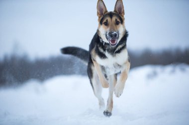 kışın yürüyüşte safkan Alman çoban