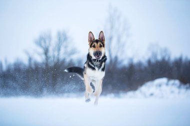 kışın yürüyüşte safkan Alman çoban
