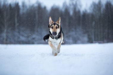 kışın yürüyüşte safkan Alman çoban