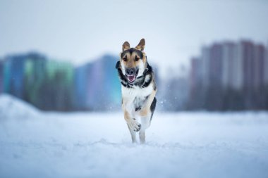 kışın yürüyüşte safkan Alman çoban