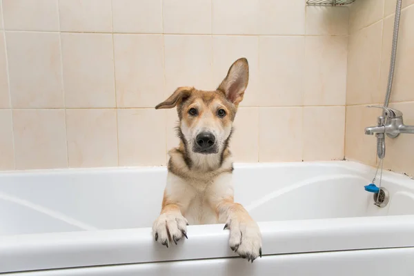 Cão rafeiro molhado depois de estar no banho — Fotografia de Stock