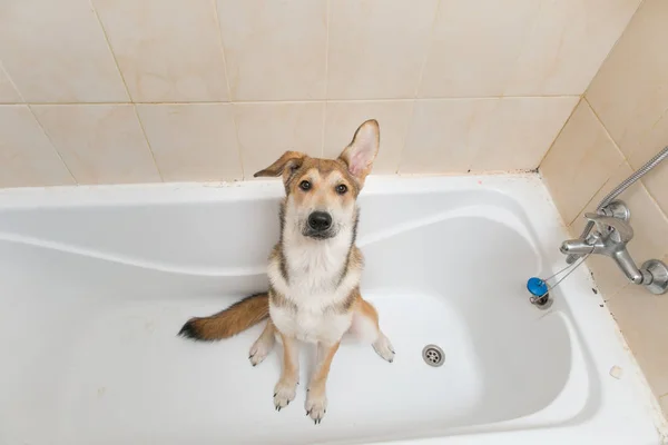 Мокра монгольська собака після стояння в ванні — стокове фото