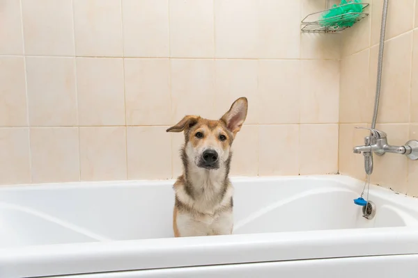 Bagnato cane bastone dopo in piedi in bagno — Foto Stock