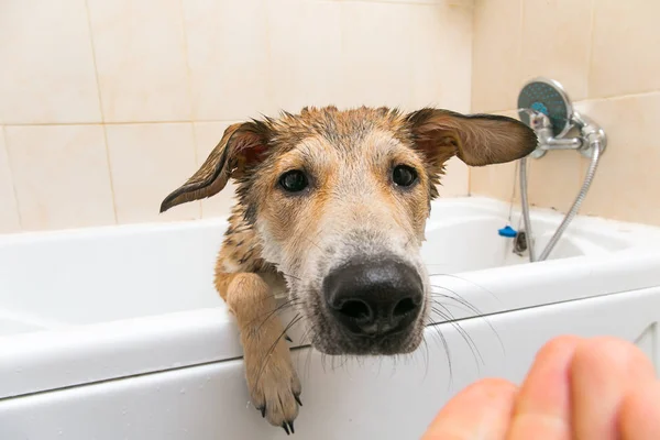 젖은 mongrel 개 후 서 에 목욕 — 스톡 사진