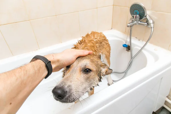 젖은 mongrel 개 후 서 에 목욕 — 스톡 사진